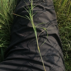 Cleistogenes squarrosa