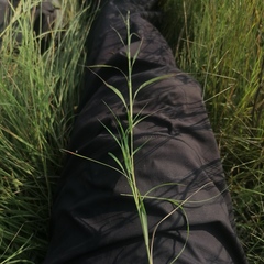 Cleistogenes squarrosa