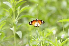 Danaus chrysippus alcippus