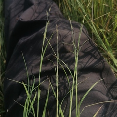 Cleistogenes squarrosa