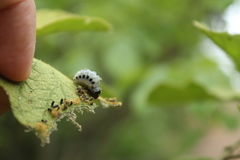 Leptinotarsa undecimlineata