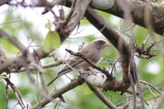 West African Seedeater photo 1