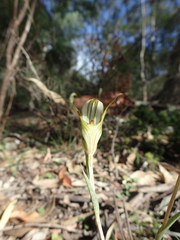 Pterostylis revoluta