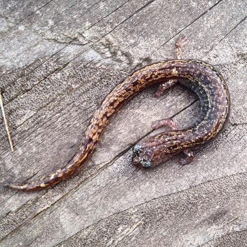 Channel Islands Slender Salamander