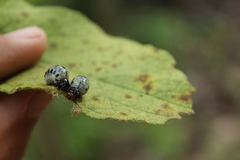 Leptinotarsa undecimlineata