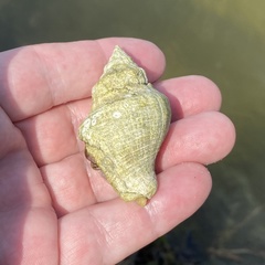 Stramonita canaliculata