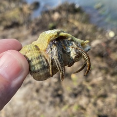 Stramonita canaliculata