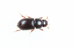 Planolinoides borealis