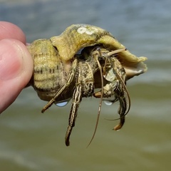 Stramonita canaliculata