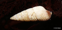 Neostylidium eschrichtii image