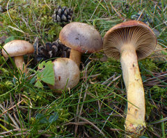 Chroogomphus mediterraneus