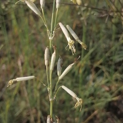 Silene chlorantha