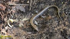 Scincella vandenburghi