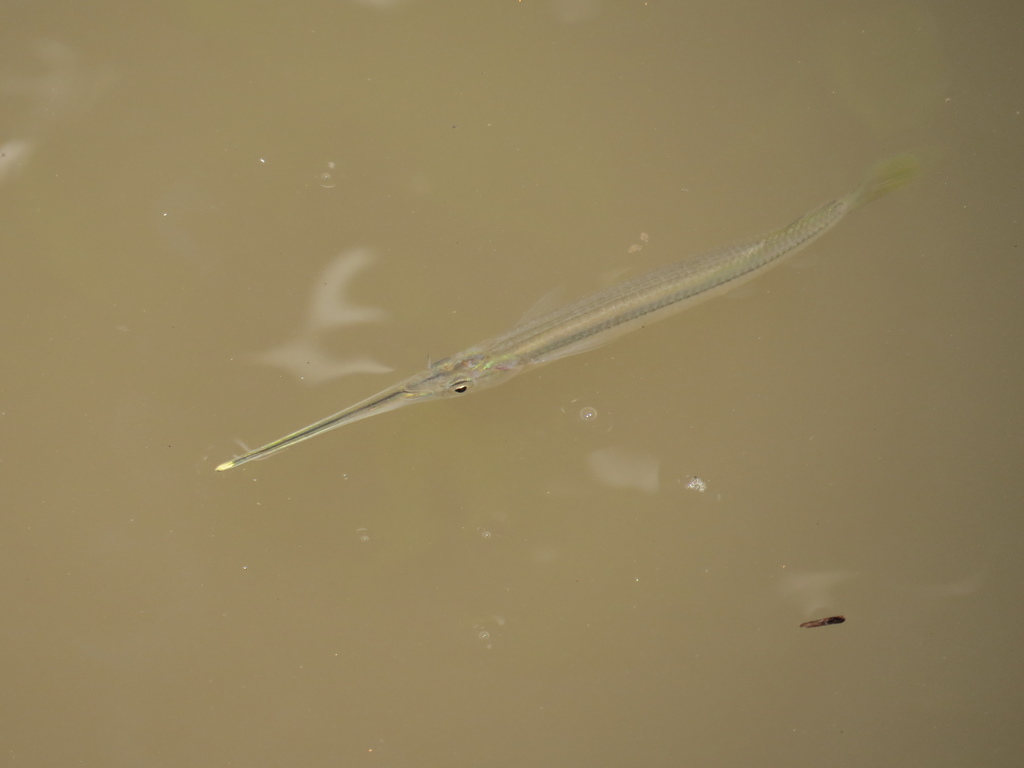 Buffonis halfbeak (Zenarchopterus buffonis) — Zenarchopteridae
