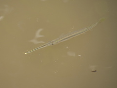 Zenarchopterus buffonis