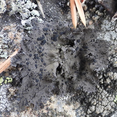 Umbilicaria torrefacta