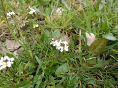 Cardamine hirsuta