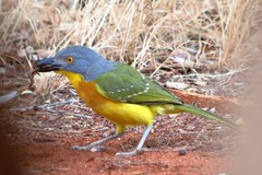 Grey-Headed Bushshrike photo 5
