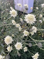 Scabiosa ochroleuca