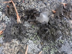 Umbilicaria torrefacta