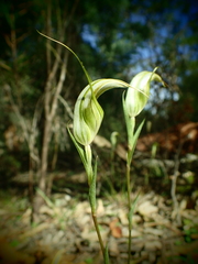Pterostylis revoluta