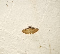 Nacoleia tumidicostalis