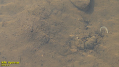 Cipangopaludina chinensis