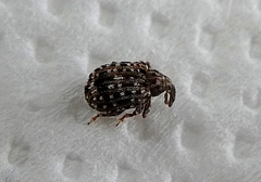 Cleopus pulchellus