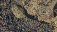 Glandirana emeljanovi