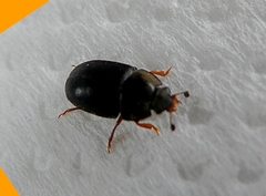 Coleoptera