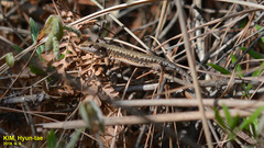 Takydromus amurensis