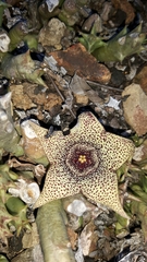 Orbea verrucosa