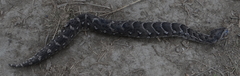 Bitis arietans arietans