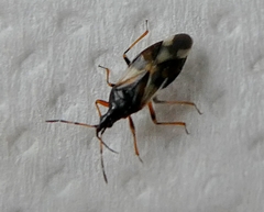 Heteroptera