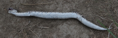 Bitis arietans arietans