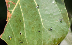 Condylostylus graenicheri