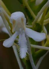 Platanthera blephariglottis conspicua