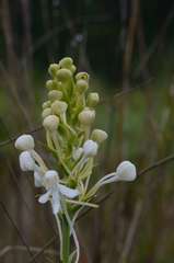 Platanthera blephariglottis conspicua