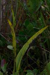 Platanthera blephariglottis conspicua