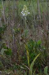 Platanthera blephariglottis conspicua