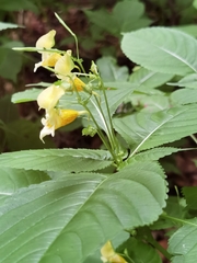Impatiens edgeworthii