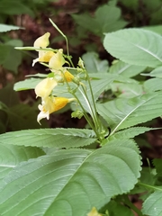 Impatiens edgeworthii