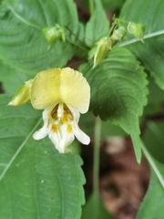 Impatiens edgeworthii