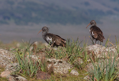 Bostrychia carunculata