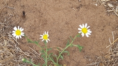 Cladanthus mixtus