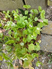 Claytonia perfoliata