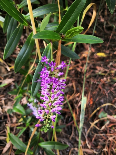 Veronica salicifolia image