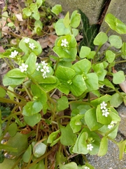 Claytonia perfoliata