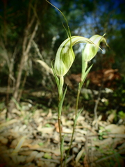 Pterostylis revoluta