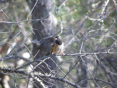 Pipilo maculatus magnirostris